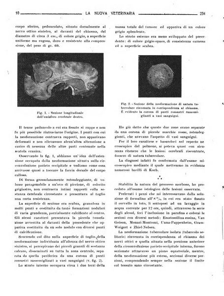 La nuova veterinaria rivista mensile fondata e diretta da Alessandro Lanfranchi