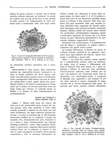 La nuova veterinaria rivista mensile fondata e diretta da Alessandro Lanfranchi