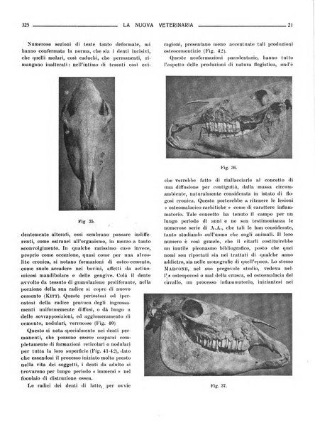 La nuova veterinaria rivista mensile fondata e diretta da Alessandro Lanfranchi