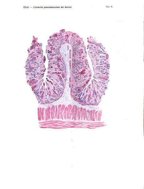 La nuova veterinaria rivista mensile fondata e diretta da Alessandro Lanfranchi