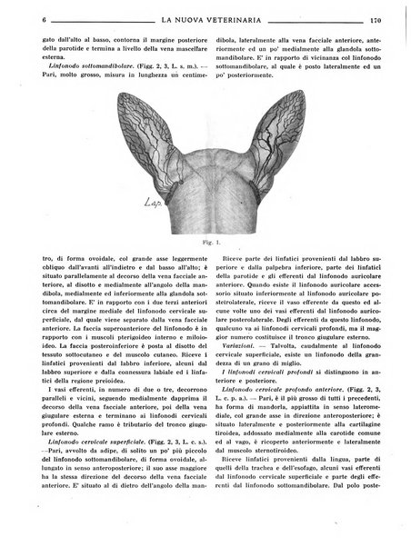 La nuova veterinaria rivista mensile fondata e diretta da Alessandro Lanfranchi