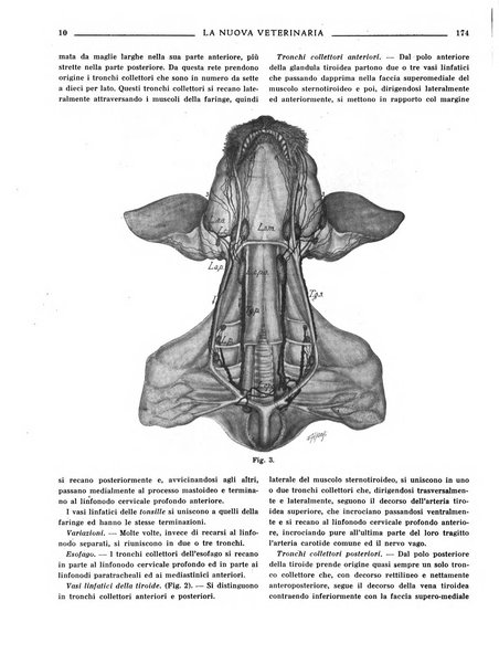 La nuova veterinaria rivista mensile fondata e diretta da Alessandro Lanfranchi