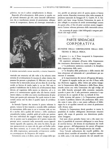 La nuova veterinaria rivista mensile fondata e diretta da Alessandro Lanfranchi