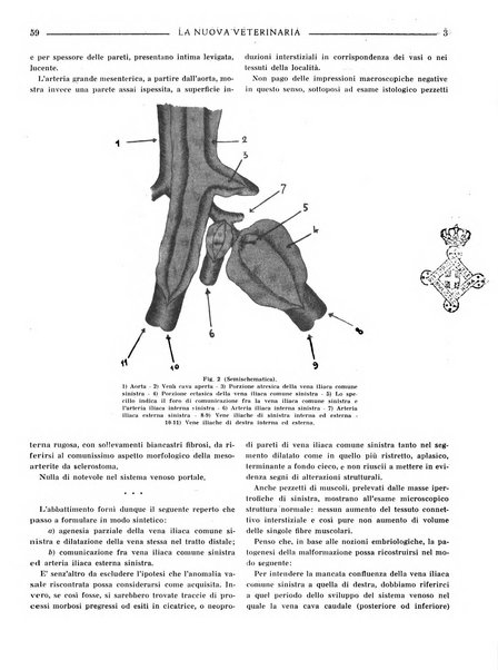 La nuova veterinaria rivista mensile fondata e diretta da Alessandro Lanfranchi