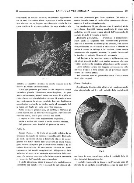 La nuova veterinaria rivista mensile fondata e diretta da Alessandro Lanfranchi