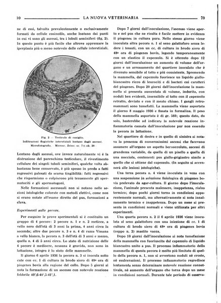 La nuova veterinaria rivista mensile fondata e diretta da Alessandro Lanfranchi