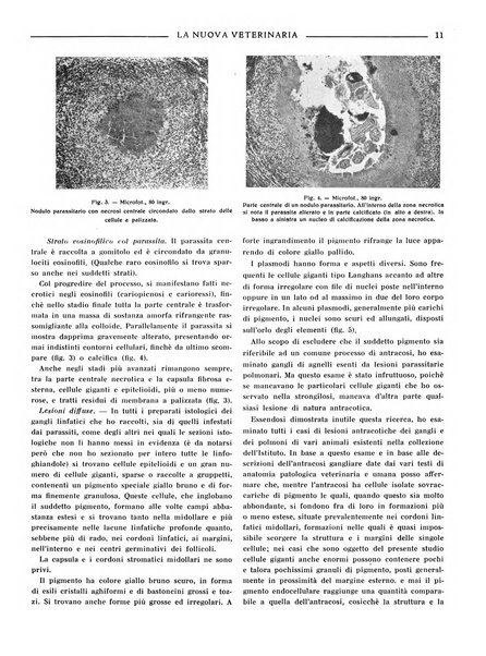 La nuova veterinaria rivista mensile fondata e diretta da Alessandro Lanfranchi