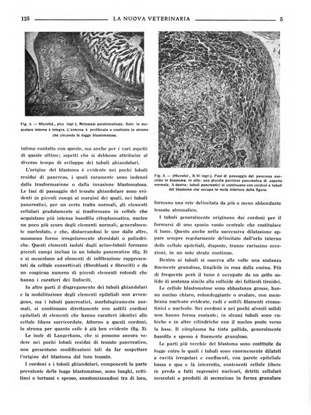 La nuova veterinaria rivista mensile fondata e diretta da Alessandro Lanfranchi