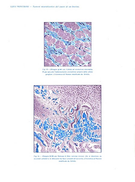 La nuova veterinaria rivista mensile fondata e diretta da Alessandro Lanfranchi