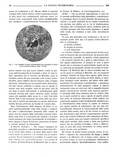 La nuova veterinaria rivista mensile fondata e diretta da Alessandro Lanfranchi