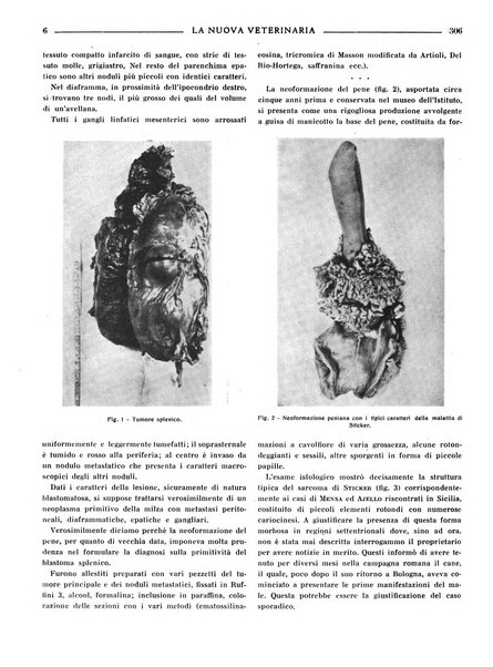 La nuova veterinaria rivista mensile fondata e diretta da Alessandro Lanfranchi