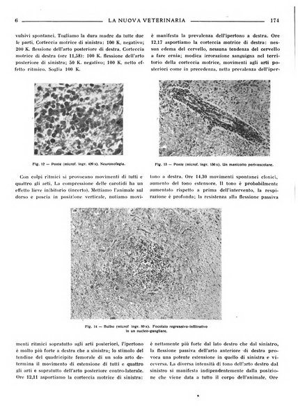 La nuova veterinaria rivista mensile fondata e diretta da Alessandro Lanfranchi