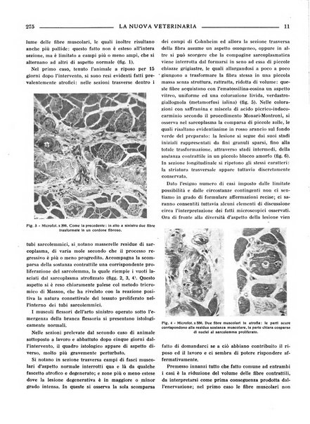 La nuova veterinaria rivista mensile fondata e diretta da Alessandro Lanfranchi