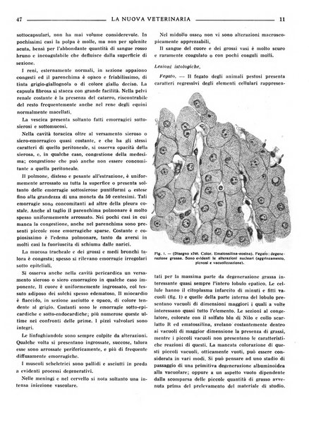 La nuova veterinaria rivista mensile fondata e diretta da Alessandro Lanfranchi