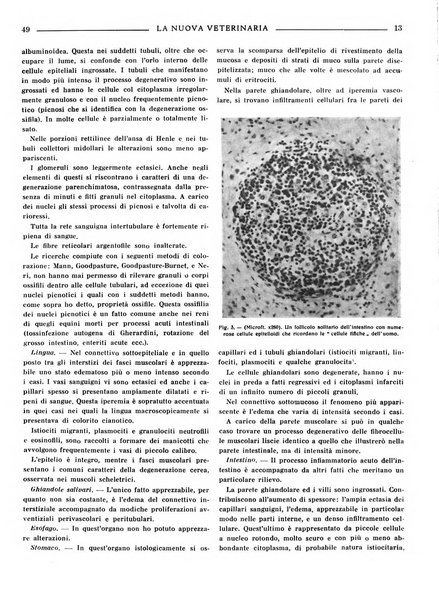 La nuova veterinaria rivista mensile fondata e diretta da Alessandro Lanfranchi