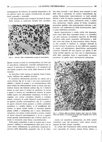 La nuova veterinaria rivista mensile fondata e diretta da Alessandro Lanfranchi