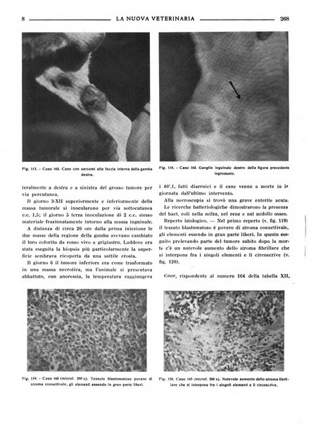 La nuova veterinaria rivista mensile fondata e diretta da Alessandro Lanfranchi