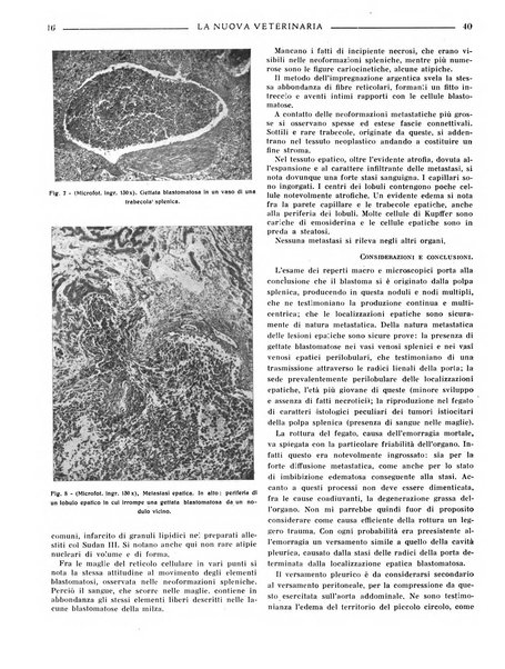 La nuova veterinaria rivista mensile fondata e diretta da Alessandro Lanfranchi