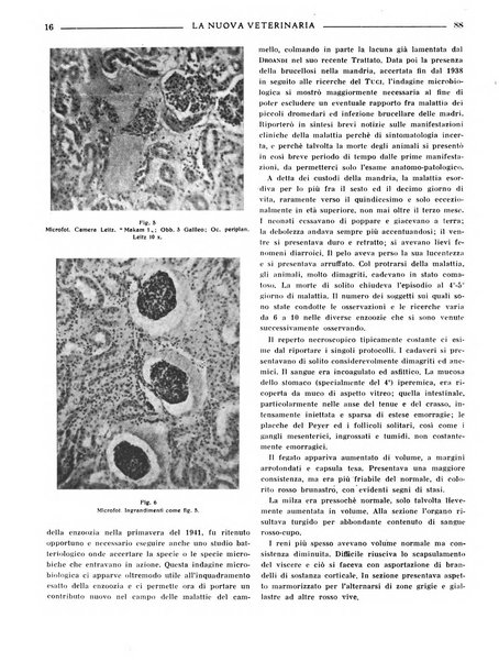 La nuova veterinaria rivista mensile fondata e diretta da Alessandro Lanfranchi