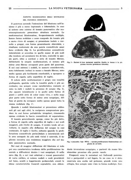 La nuova veterinaria rivista mensile fondata e diretta da Alessandro Lanfranchi