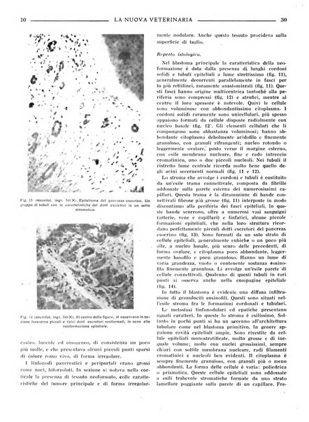 La nuova veterinaria rivista mensile fondata e diretta da Alessandro Lanfranchi