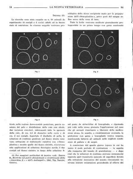 La nuova veterinaria rivista mensile fondata e diretta da Alessandro Lanfranchi