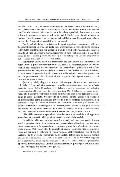 Ricerche di morfologia