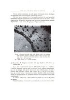 giornale/TO00193694/1932/v.12/00000021