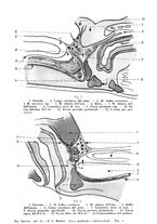 giornale/TO00193701/1946/unico/00000145