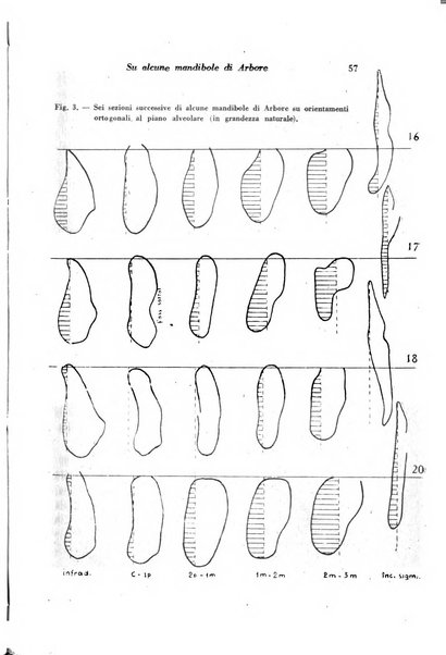 Rivista di biologia coloniale