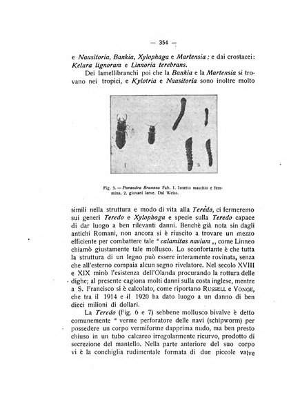 Rivista di fisica, matematica e scienze naturali