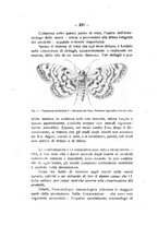 giornale/TO00194090/1938-1939/unico/00000252