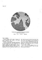 giornale/TO00194133/1942/unico/00000246