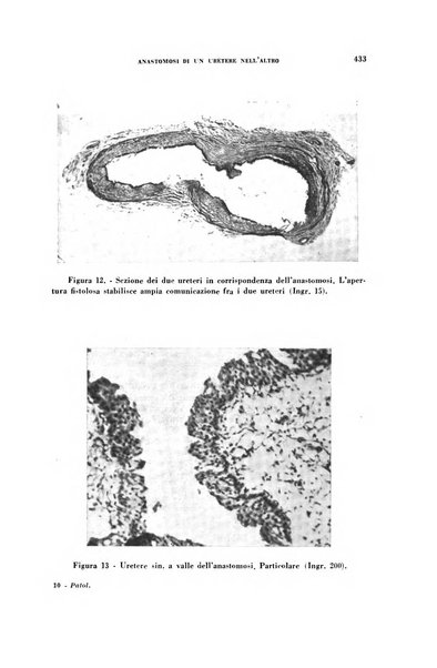 Rivista di patologia sperimentale