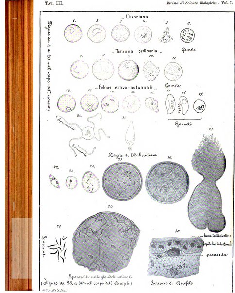 Rivista di scienze biologiche