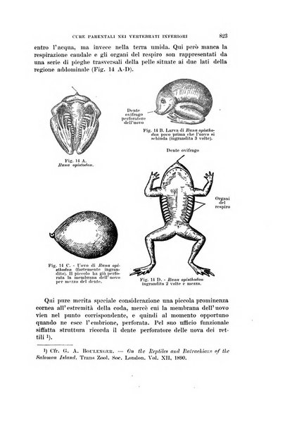 Rivista di scienze biologiche