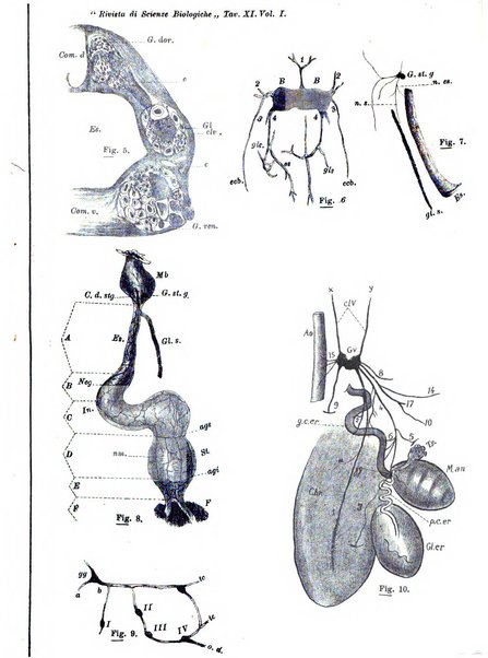 Rivista di scienze biologiche