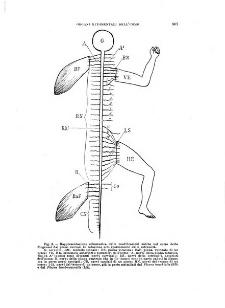 Rivista di scienze biologiche