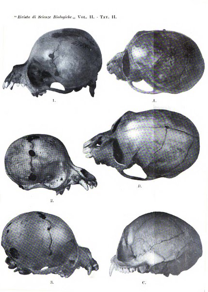 Rivista di scienze biologiche