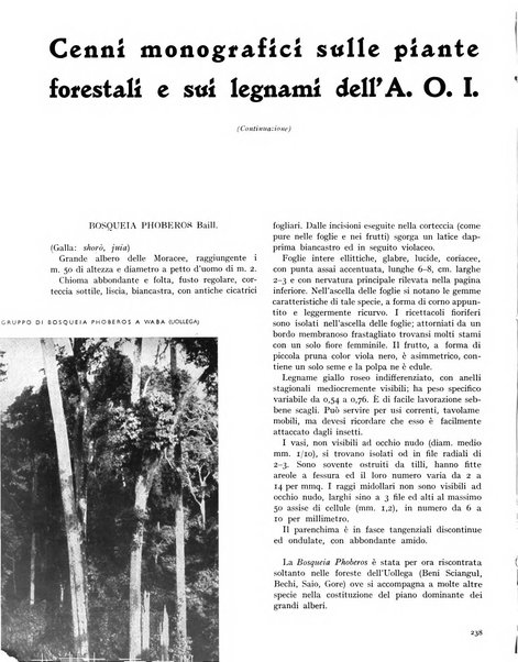 La rivista forestale italiana