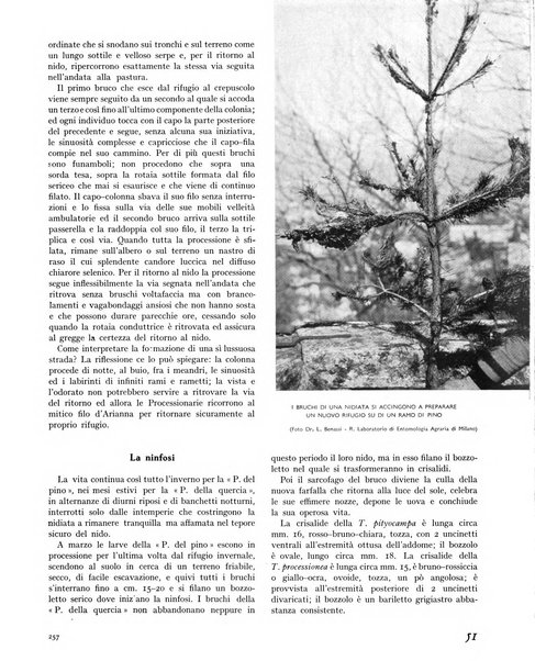 La rivista forestale italiana