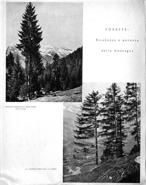 La rivista forestale italiana