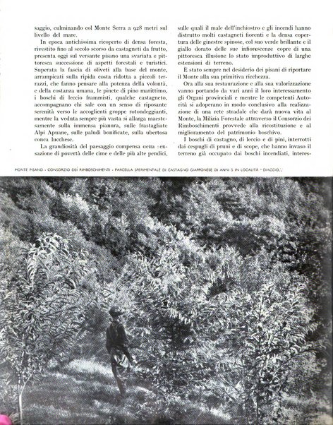 La rivista forestale italiana