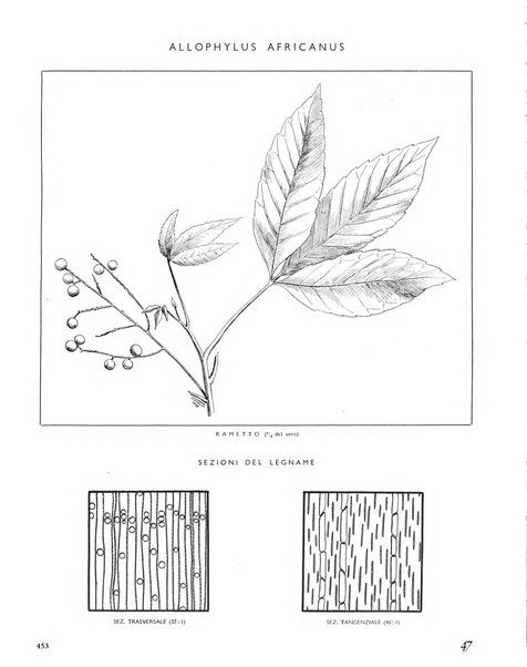 La rivista forestale italiana