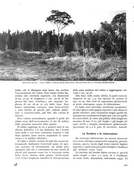 La rivista forestale italiana