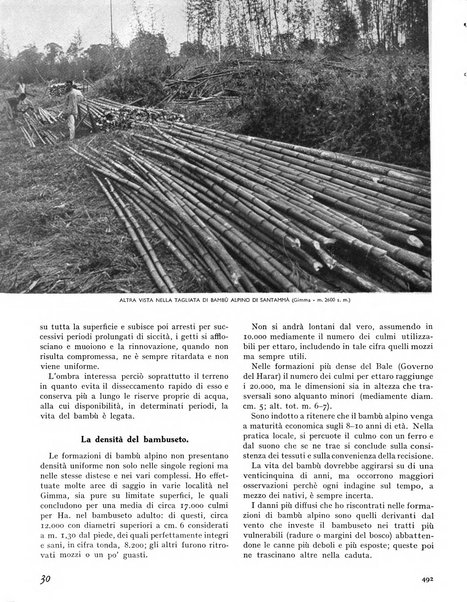 La rivista forestale italiana