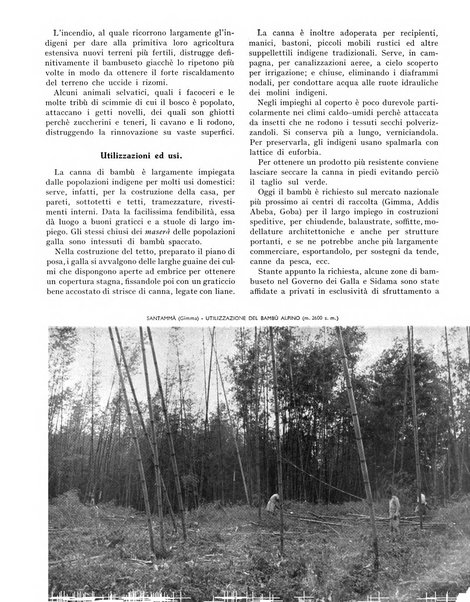 La rivista forestale italiana