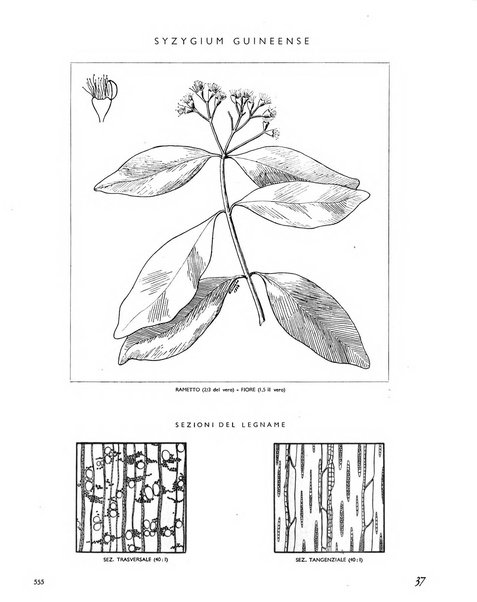 La rivista forestale italiana