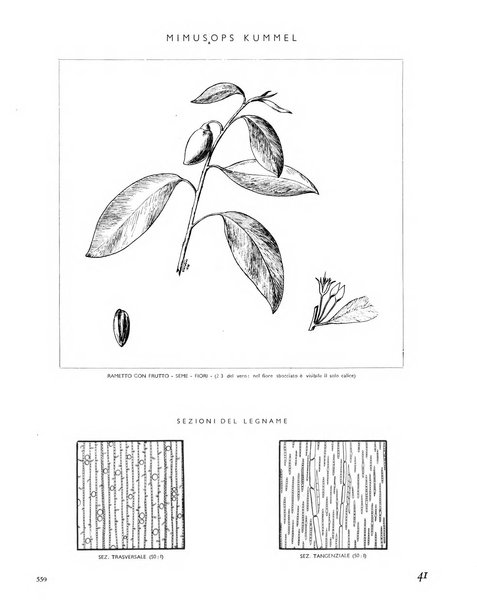 La rivista forestale italiana