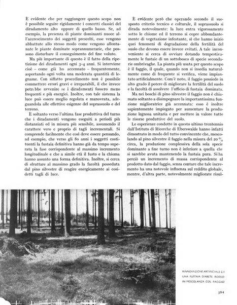 La rivista forestale italiana